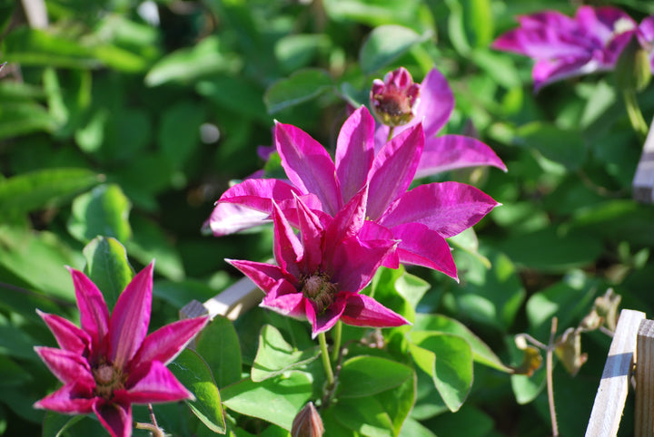 Clematis 'Pink Champagne' (Hybrid Clematis)