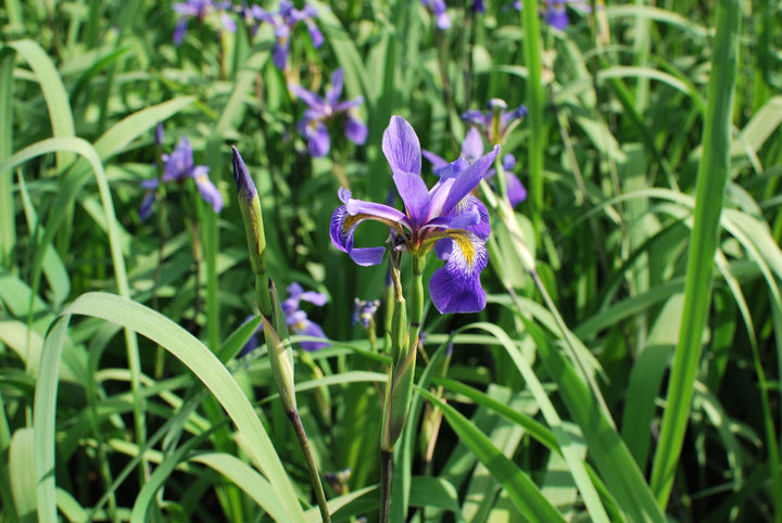 Iris sibirica 'Silver Edge' (Siberian Iris)