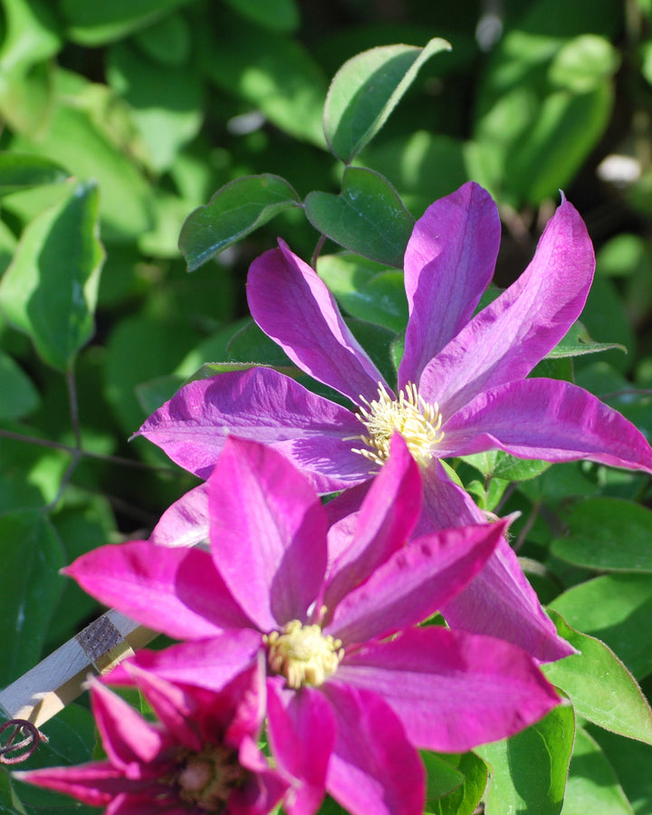 Clematis 'Pink Champagne' (Hybrid Clematis)