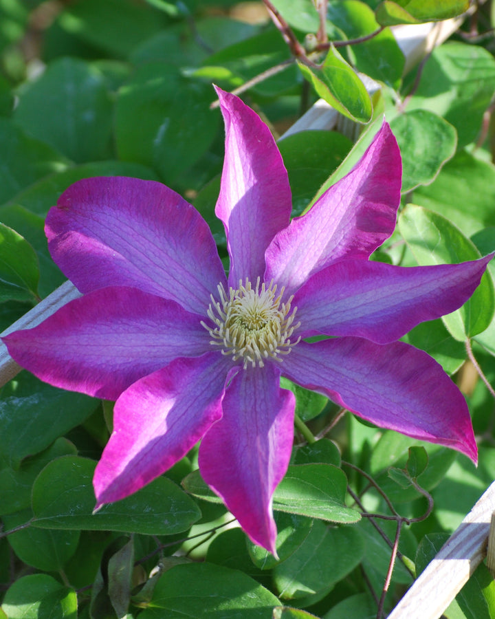 Clematis 'Pink Champagne' (Hybrid Clematis)