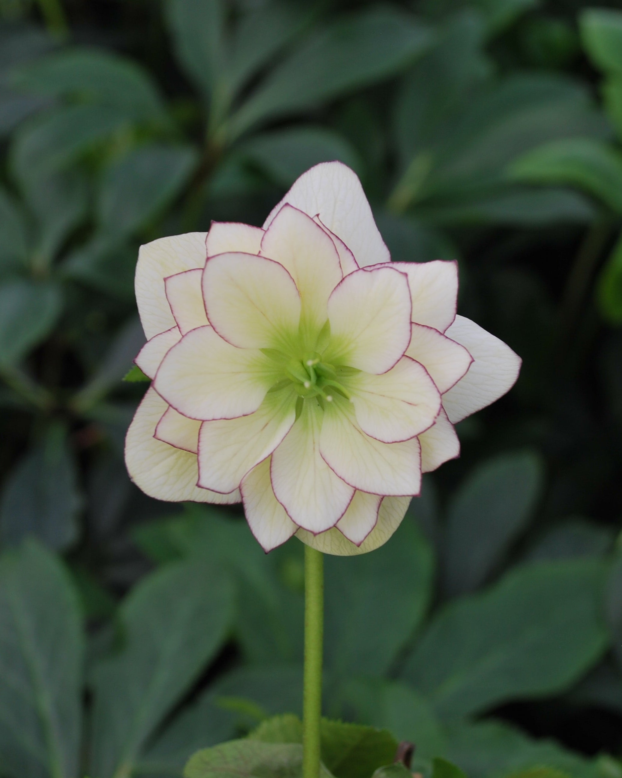 Helleborus x hybridus Winter Jewels® 'Fire and Ice' (Lenten Rose