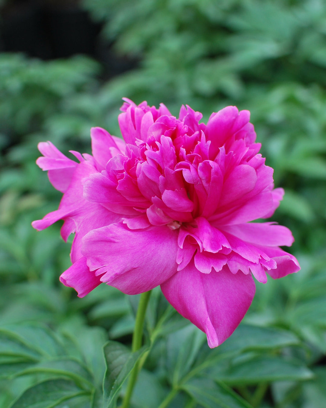 Paeonia lactiflora 'Felix Crousse' (Garden Peony)