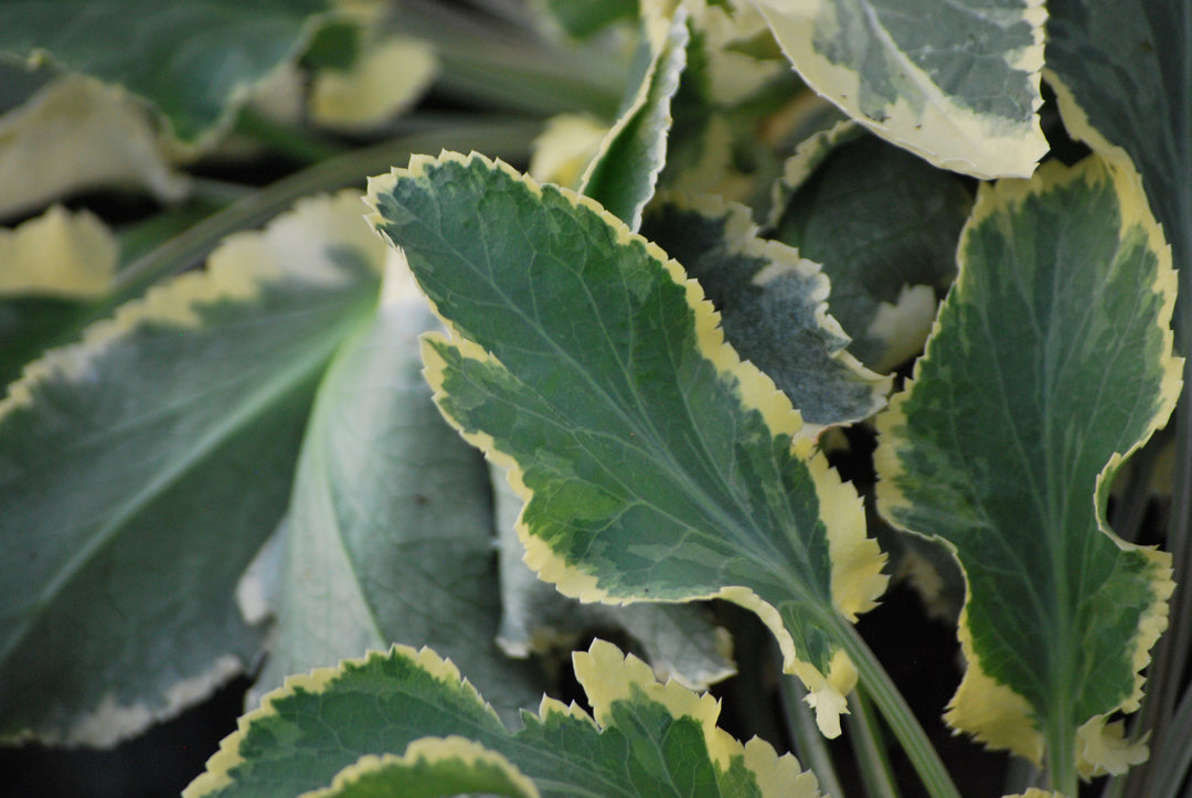 jade plant frost Eryngium planum 'Jade Frost' (Variegated Sea Holly) – Perennial Farm Marketplace