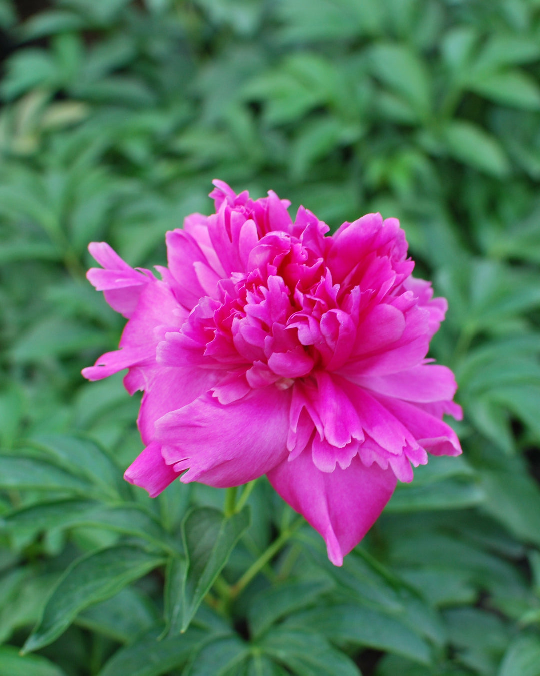 Paeonia lactiflora 'Felix Crousse' (Garden Peony)