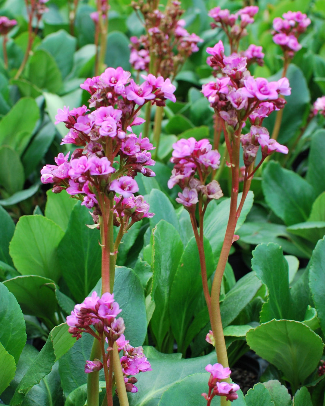 Bergenia x 'Spring Fling' (Heartleaf Bergenia)