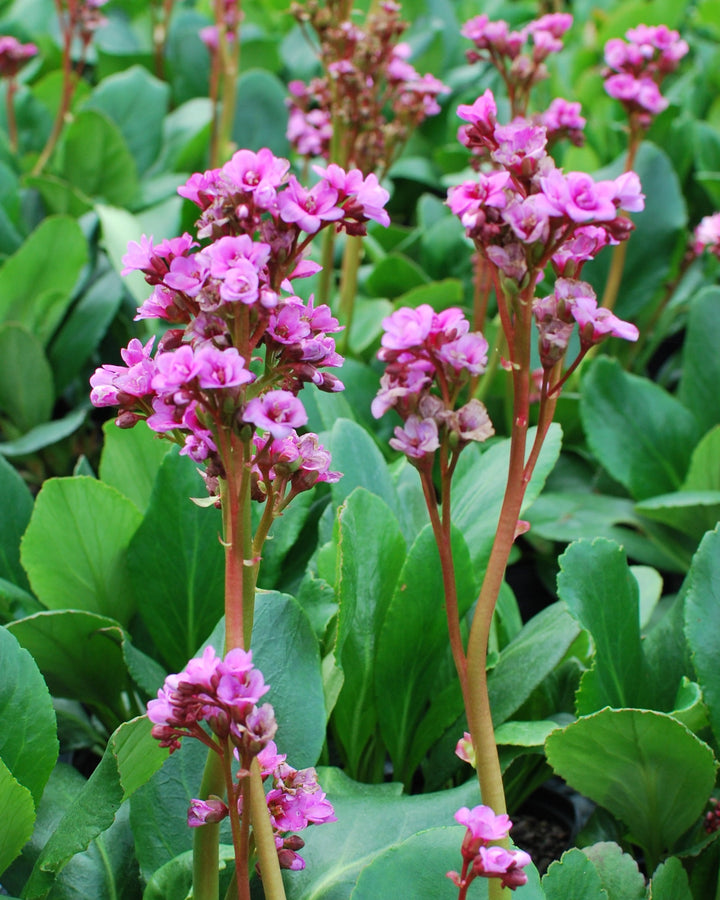 Bergenia x 'Spring Fling' (Heartleaf Bergenia)