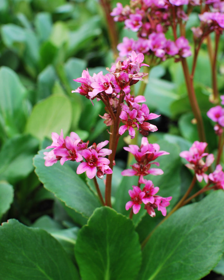 Bergenia x 'Spring Fling' (Heartleaf Bergenia)