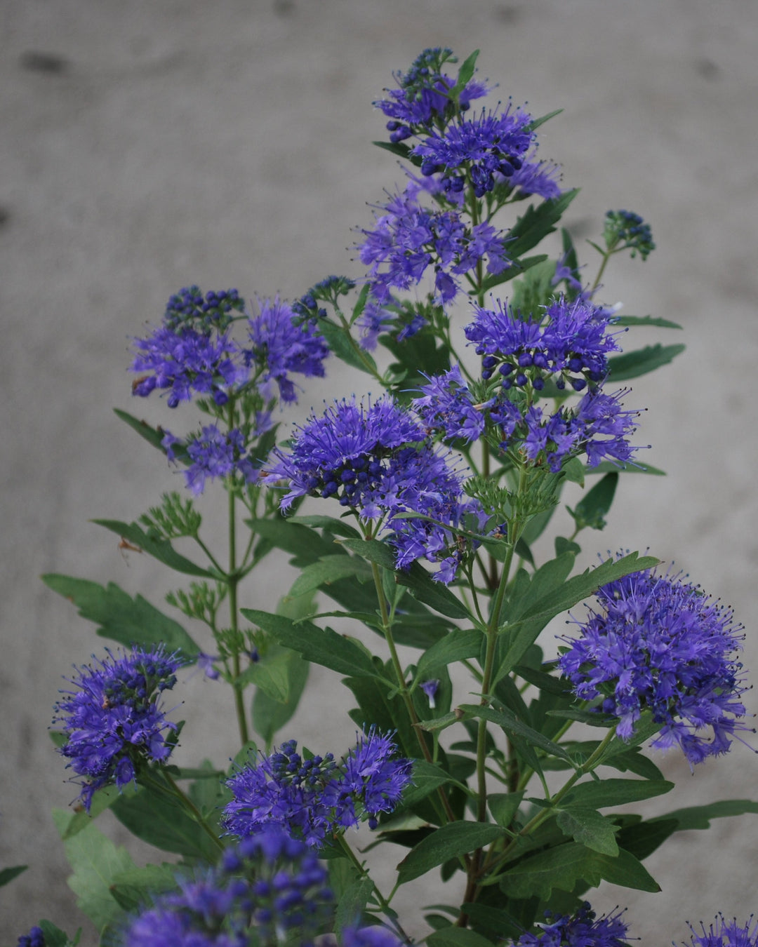 Caryopteris 'First Choice' (Blue Beard)