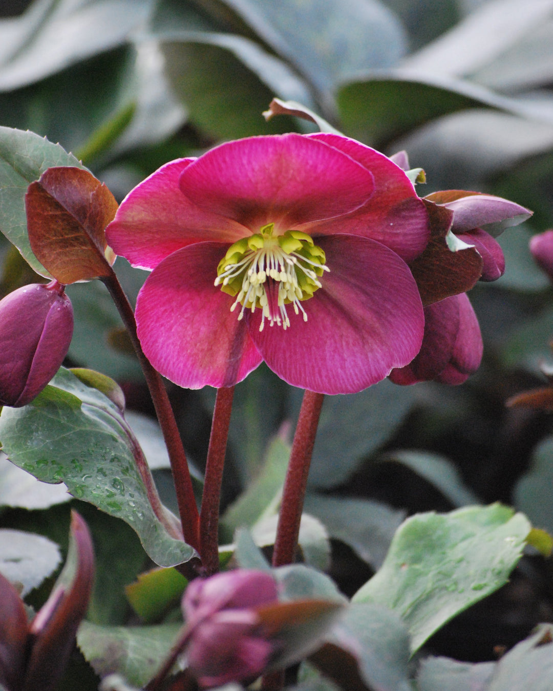 Helleborus x Frostkiss® Anna's Red (Lenten Rose)