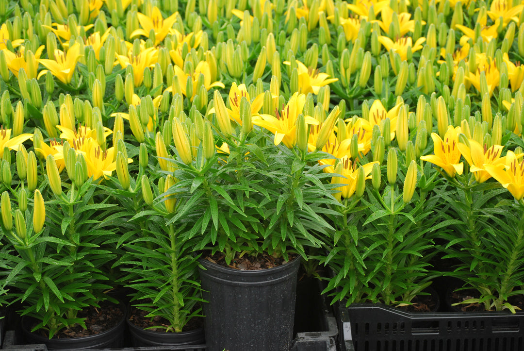 Lilium Lily Looks™ Tiny Bee' (Dwarf Asiatic Hardy Lily)