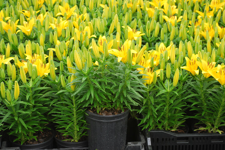 Lilium Lily Looks™ Tiny Bee' (Dwarf Asiatic Hardy Lily)
