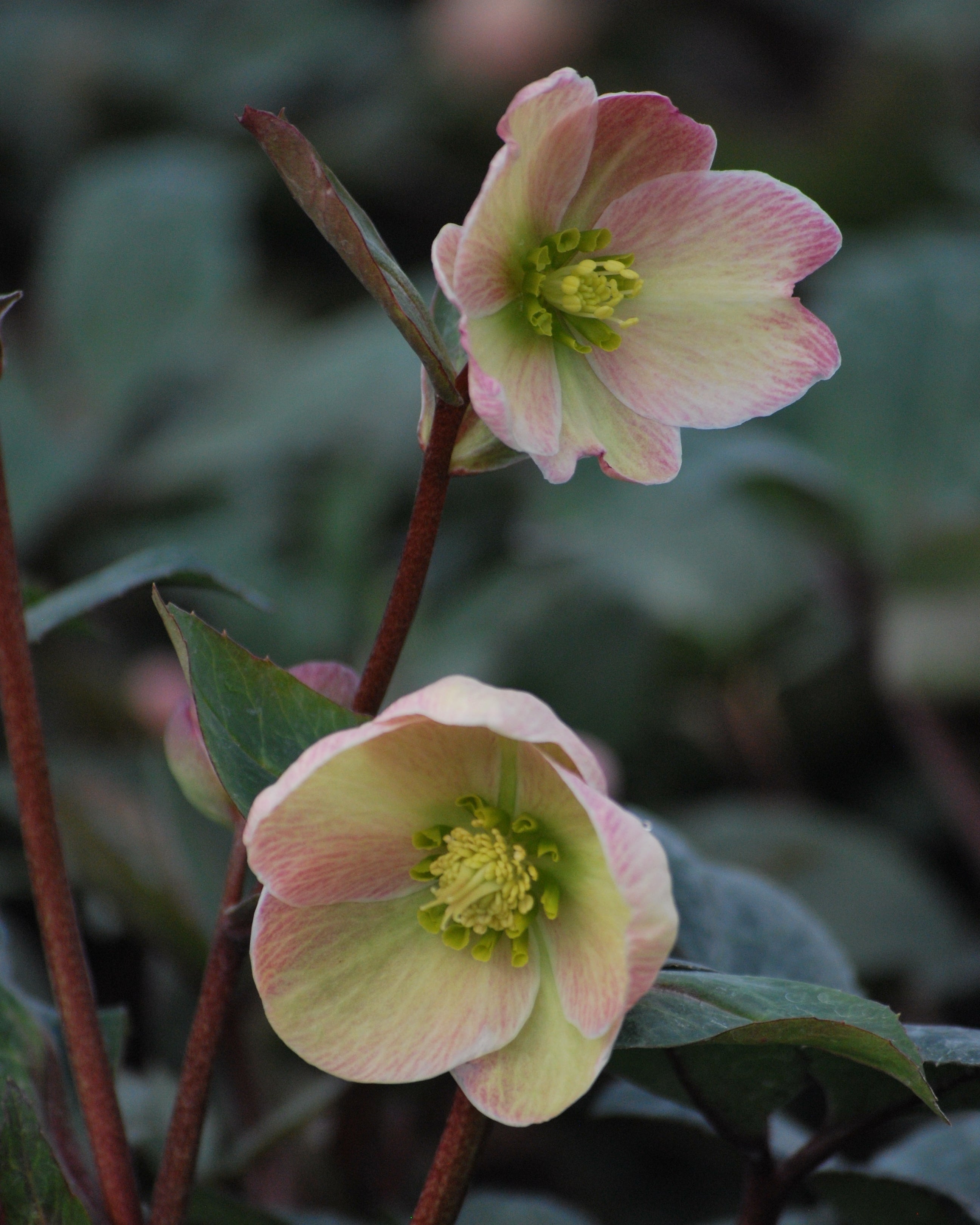 Helleborus x ballardiae HGC® 'Pink Frost' (Helleborus Gold