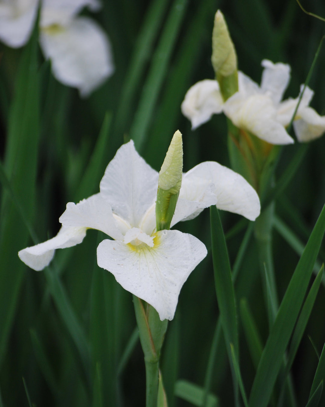 Iris sibirica 'Snow Queen' (Siberian Iris)