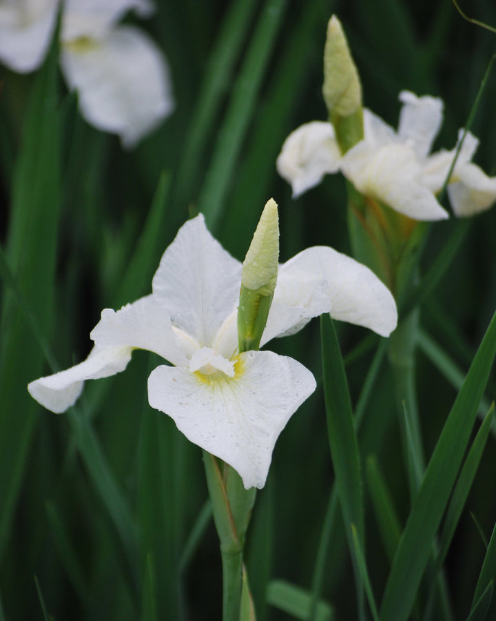 Iris sibirica 'Snow Queen' (Siberian Iris)