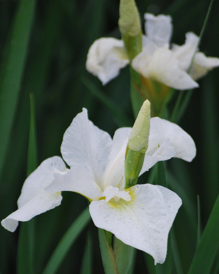 Iris sibirica 'Snow Queen' (Siberian Iris)