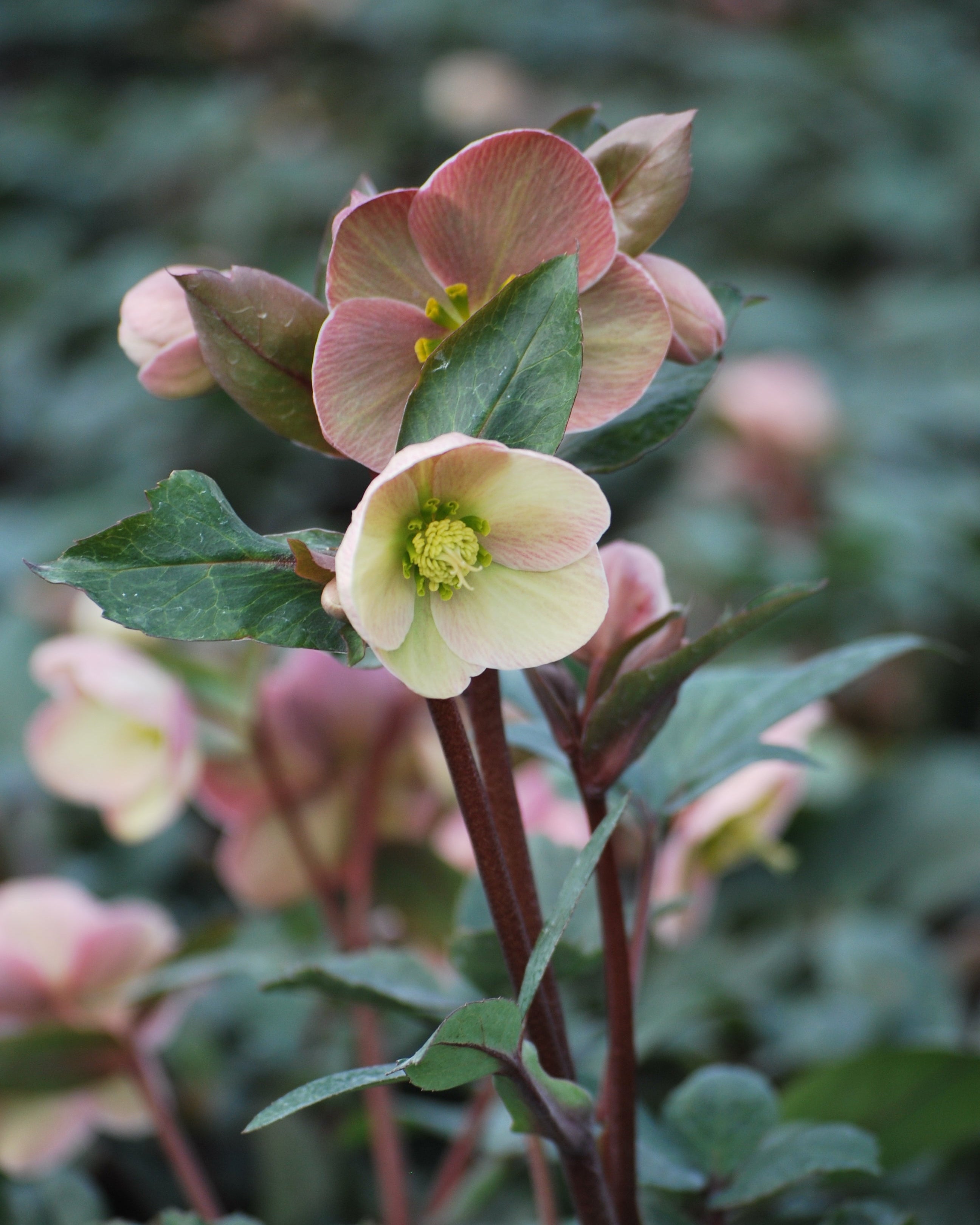 Helleborus x ballardiae HGC® 'Pink Frost' (Helleborus Gold