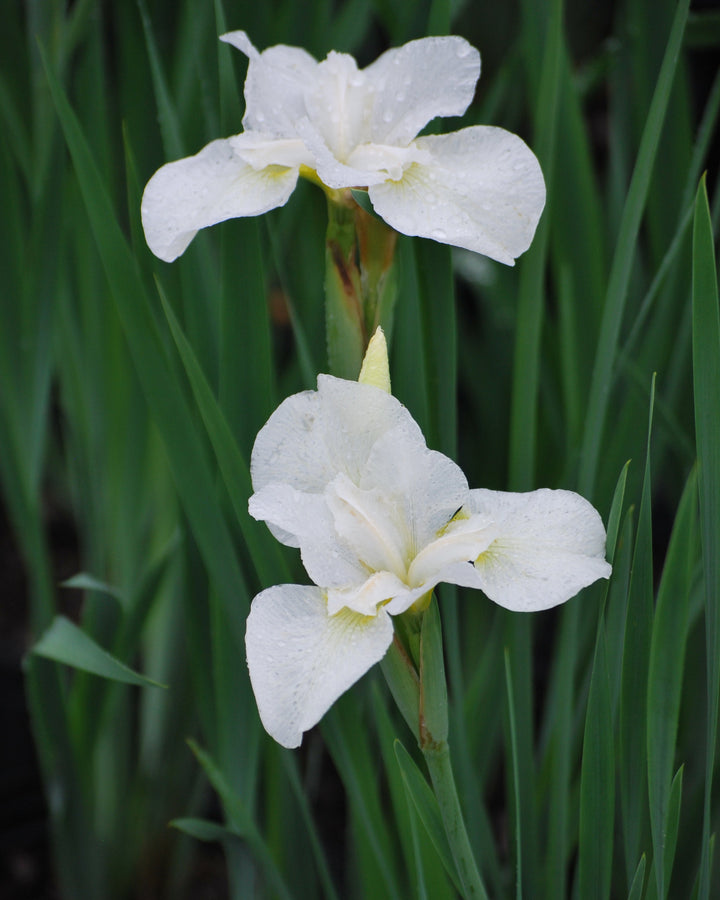 Iris sibirica 'Snow Queen' (Siberian Iris)