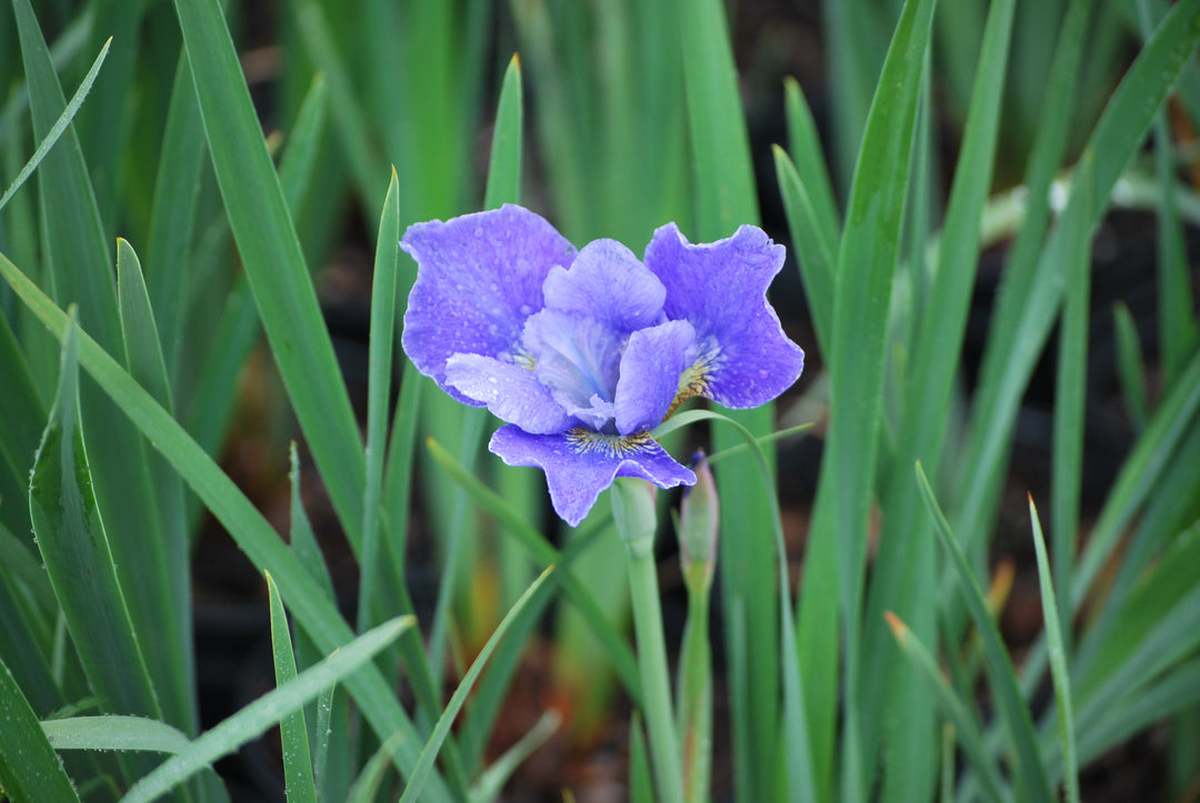 Iris sibirica 'Silver Edge' (Siberian Iris)
