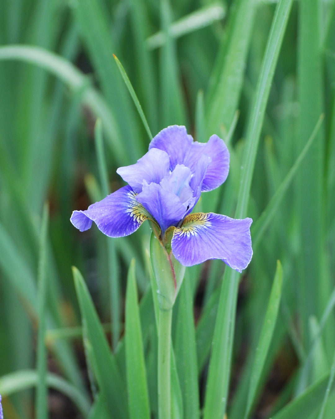 Iris sibirica 'Silver Edge' (Siberian Iris)