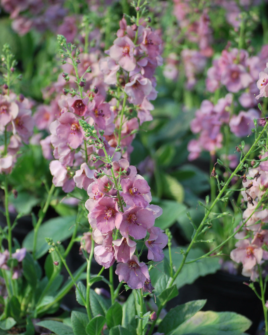 Verbascum x 'Plum Smokey' (Mullein)