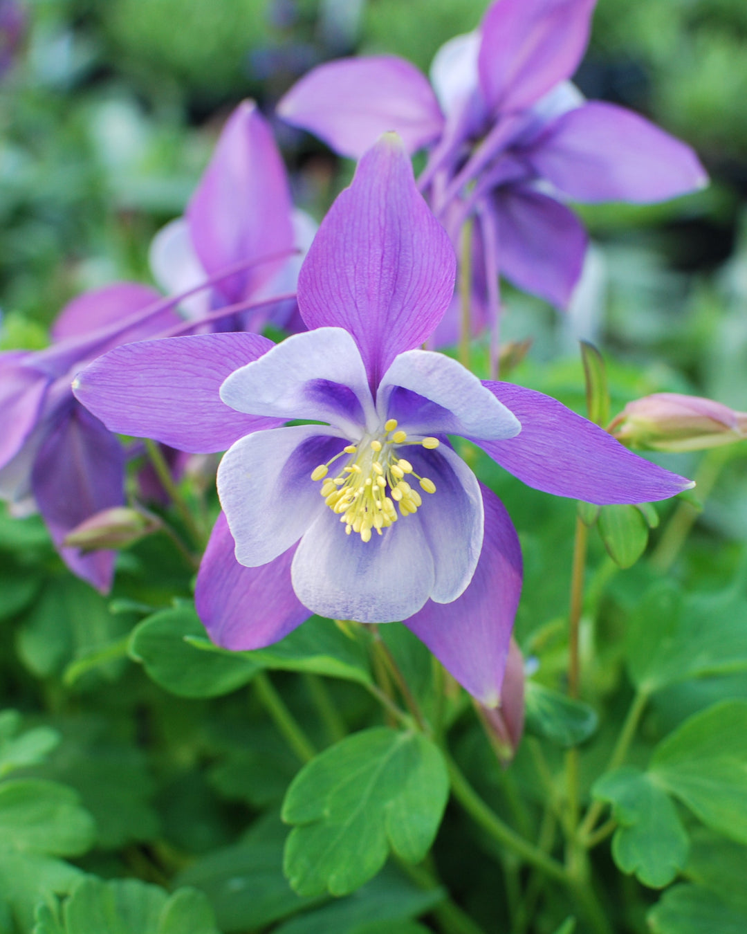 Aquilegia Earlybird™ Purple Blue (Columbine)