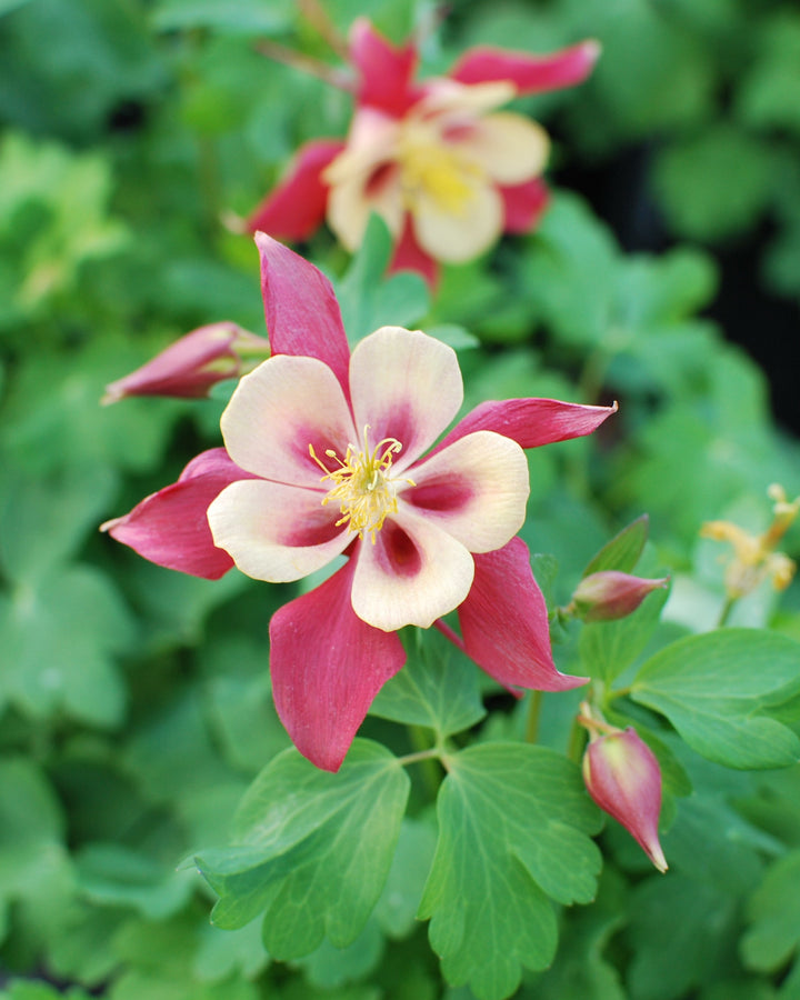 Aquilegia Earlybird™ Red Yellow (Columbine)