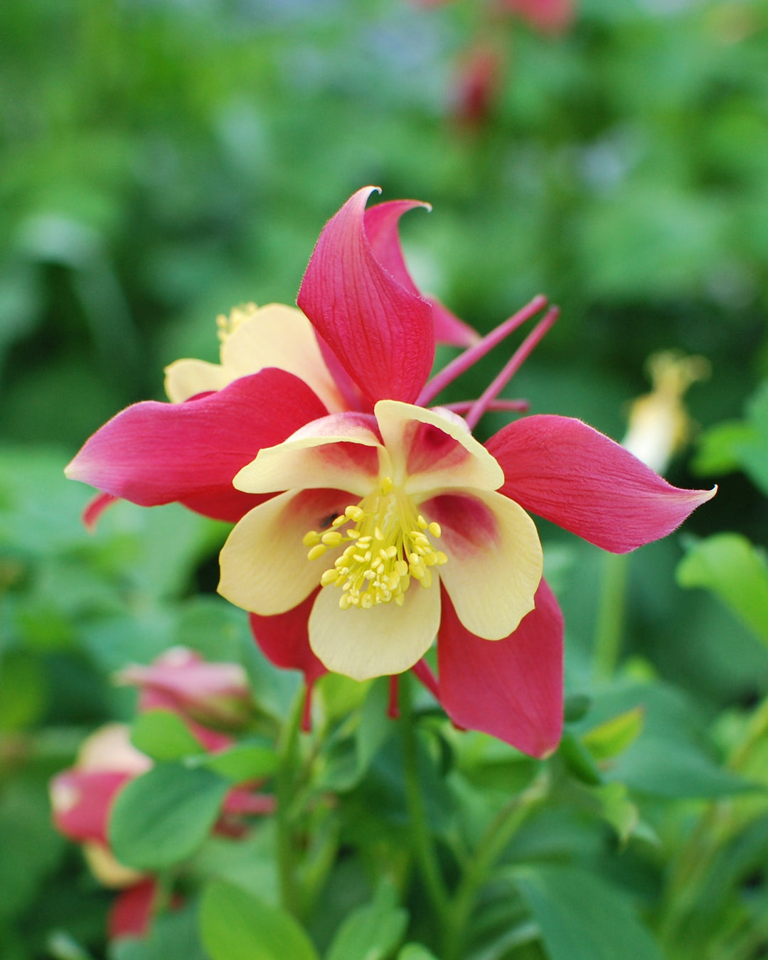 Aquilegia Earlybird™ Red Yellow (Columbine)