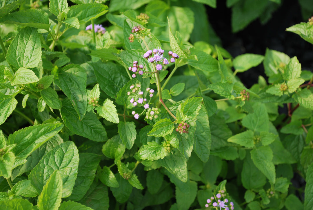 Eupatorium coelestinum (syn. Conoclinium coelestinum) (Hardy Ageratum/Blue Mistflower)