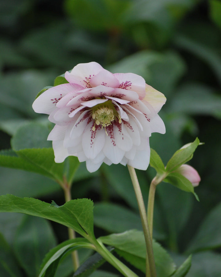 Helleborus x hybridus Winter Jewels® 'Cotton Candy' (Lenten Rose)