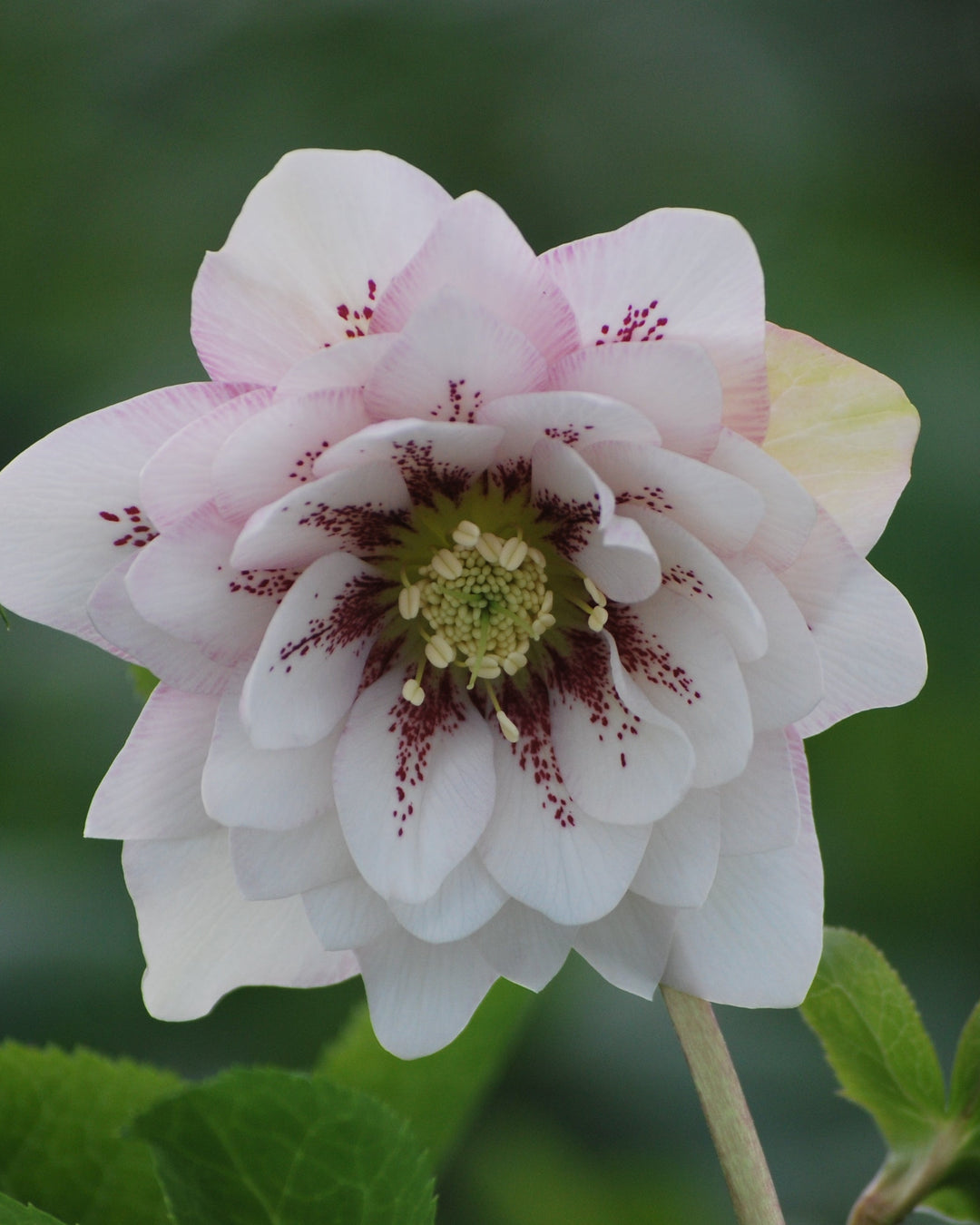 Helleborus x hybridus Winter Jewels® 'Cotton Candy' (Lenten Rose)