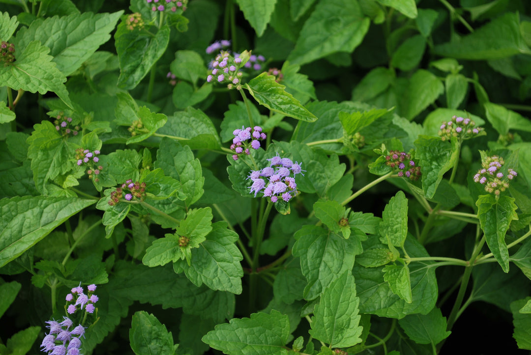 Eupatorium coelestinum (syn. Conoclinium coelestinum) (Hardy Ageratum/Blue Mistflower)
