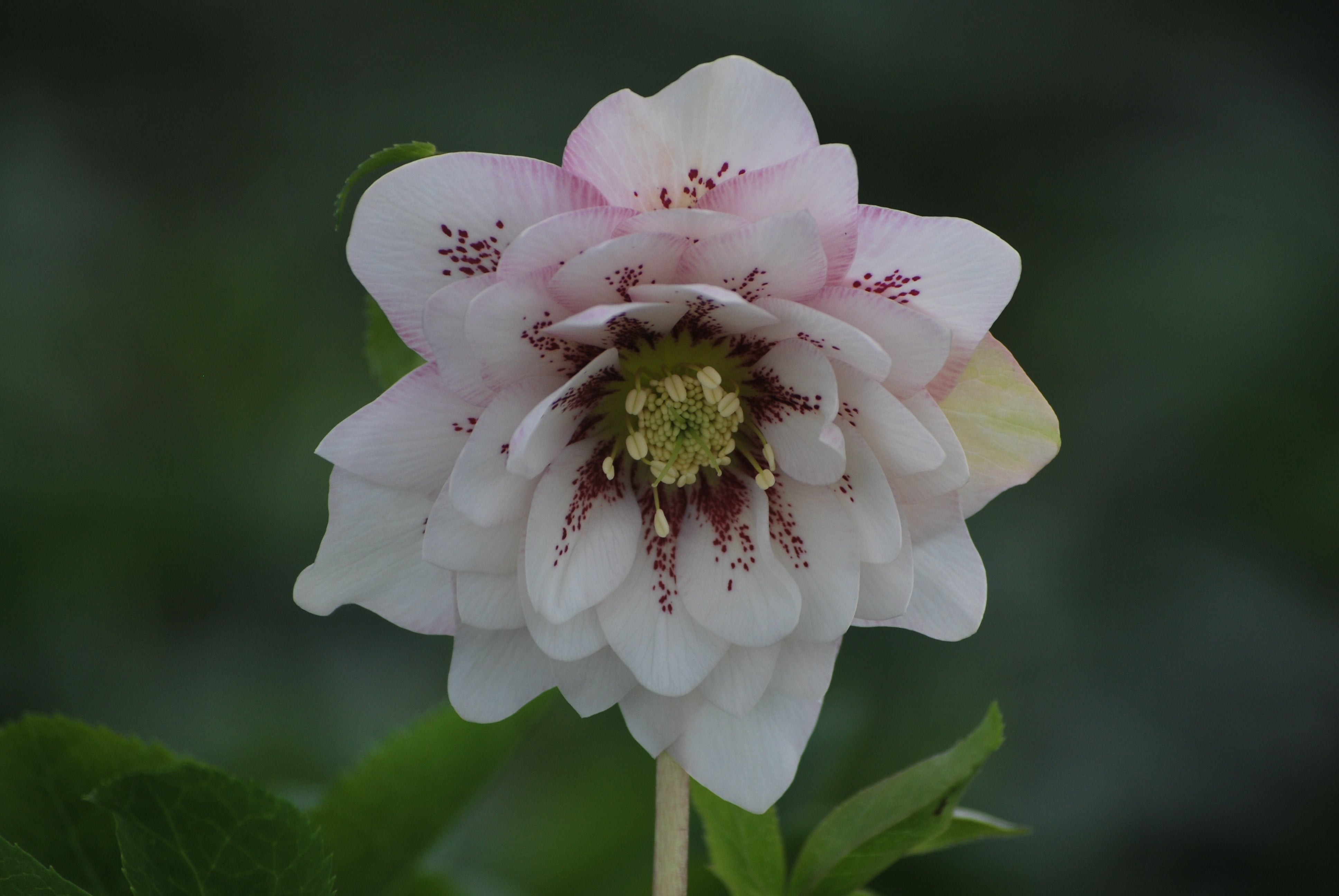 Helleborus x hybridus Winter Jewels® 'Cotton Candy' (Lenten Rose