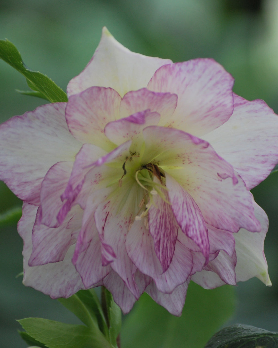 Helleborus x hybridus Winter Jewels® 'Peppermint Ice' (Lenten Rose)