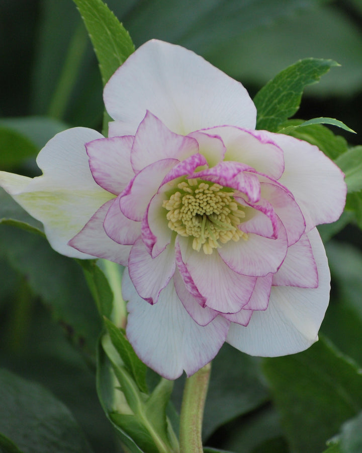Helleborus x hybridus Winter Jewels® 'Peppermint Ice' (Lenten Rose)