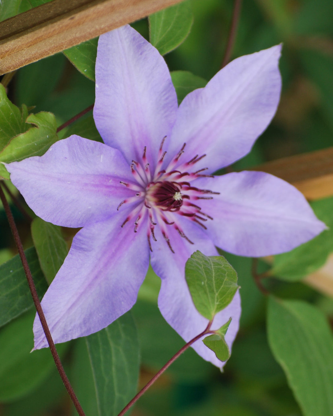 Clematis 'Candy Stripe' (Hybrid Clematis)