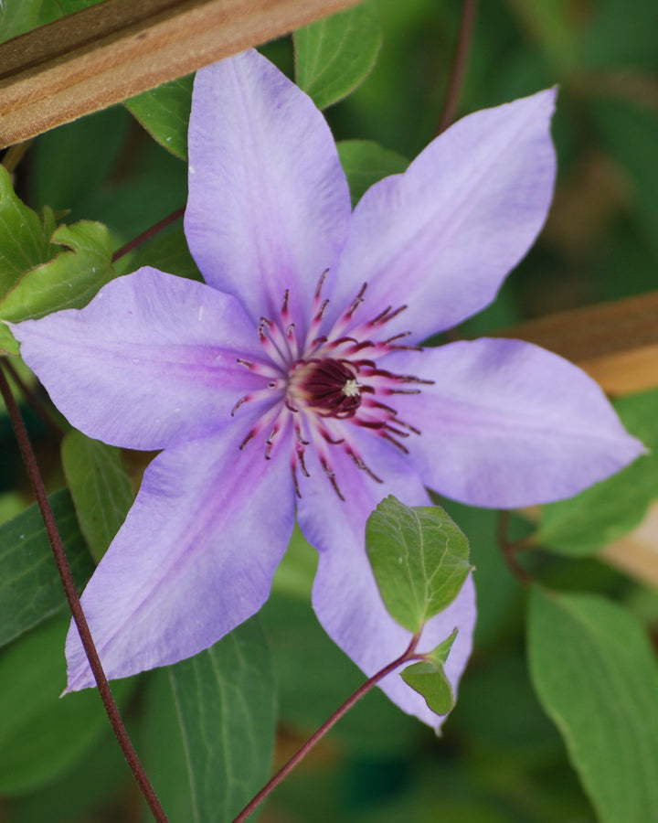 Clematis 'Candy Stripe' (Hybrid Clematis)