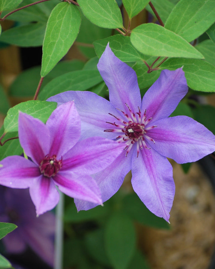 Clematis 'Candy Stripe' (Hybrid Clematis)