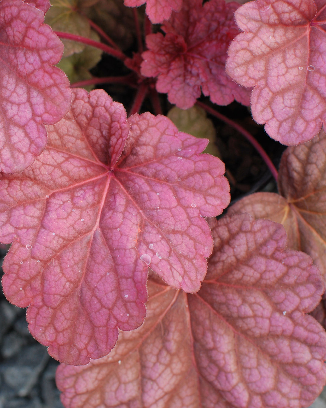 Heuchera x villosa 'Berry Smoothie' (Coral Bells)
