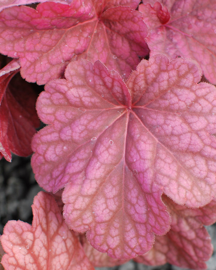 Heuchera x villosa 'Berry Smoothie' (Coral Bells)