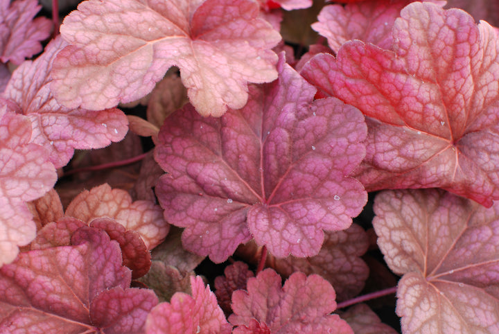 Heuchera x villosa 'Berry Smoothie' (Coral Bells)