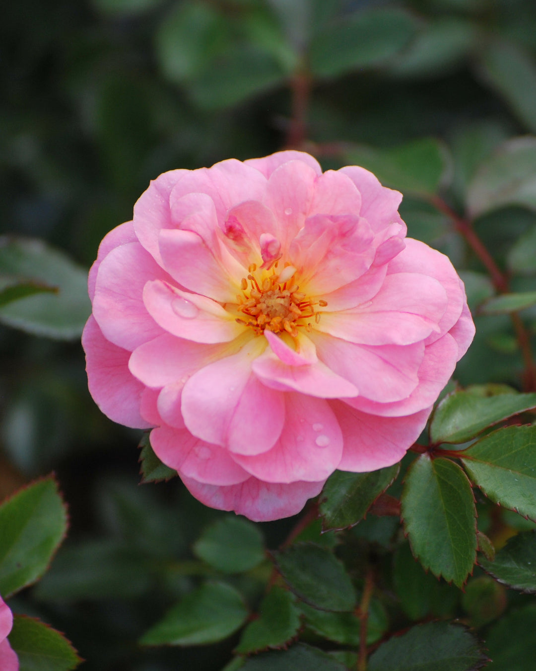 Rosa Apricot Drift®