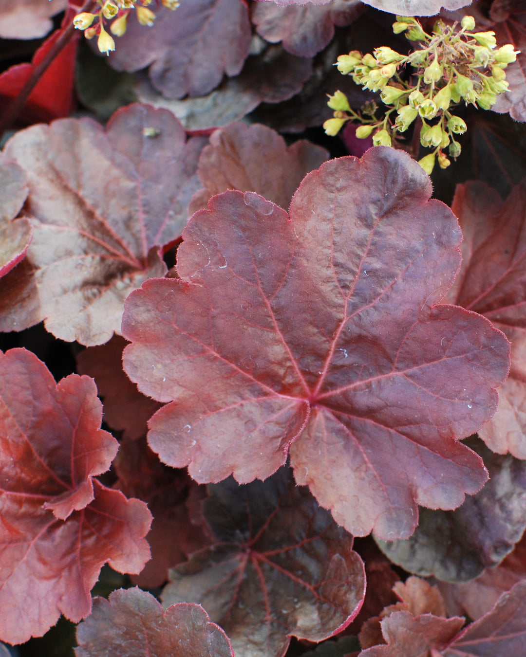Heuchera x 'Blondie' (Coral Bells)