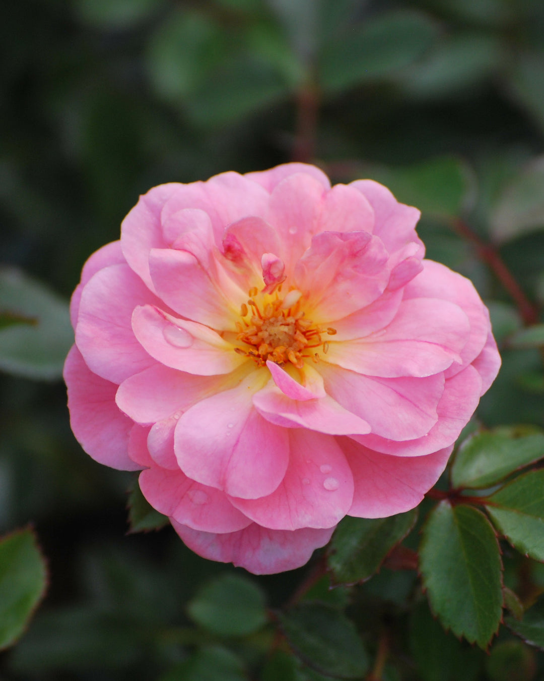 Rosa Apricot Drift®