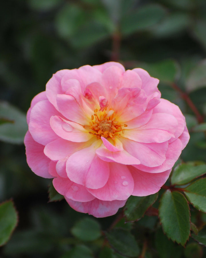 Rosa Apricot Drift®