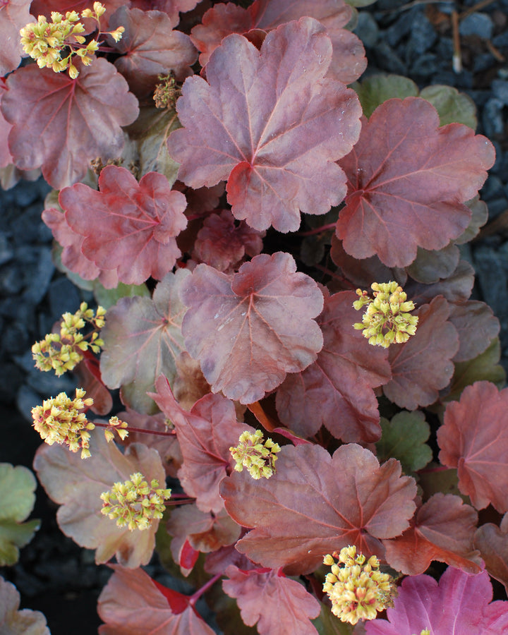 Heuchera x 'Blondie' (Coral Bells)