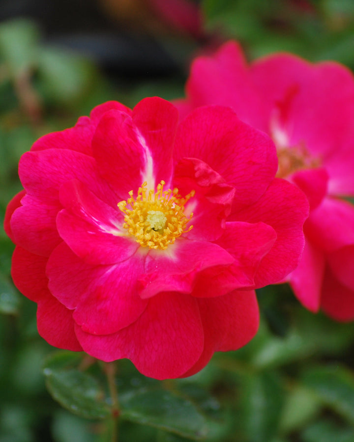Rosa Flower Carpet® Pink Supreme (Groundcover Rose)