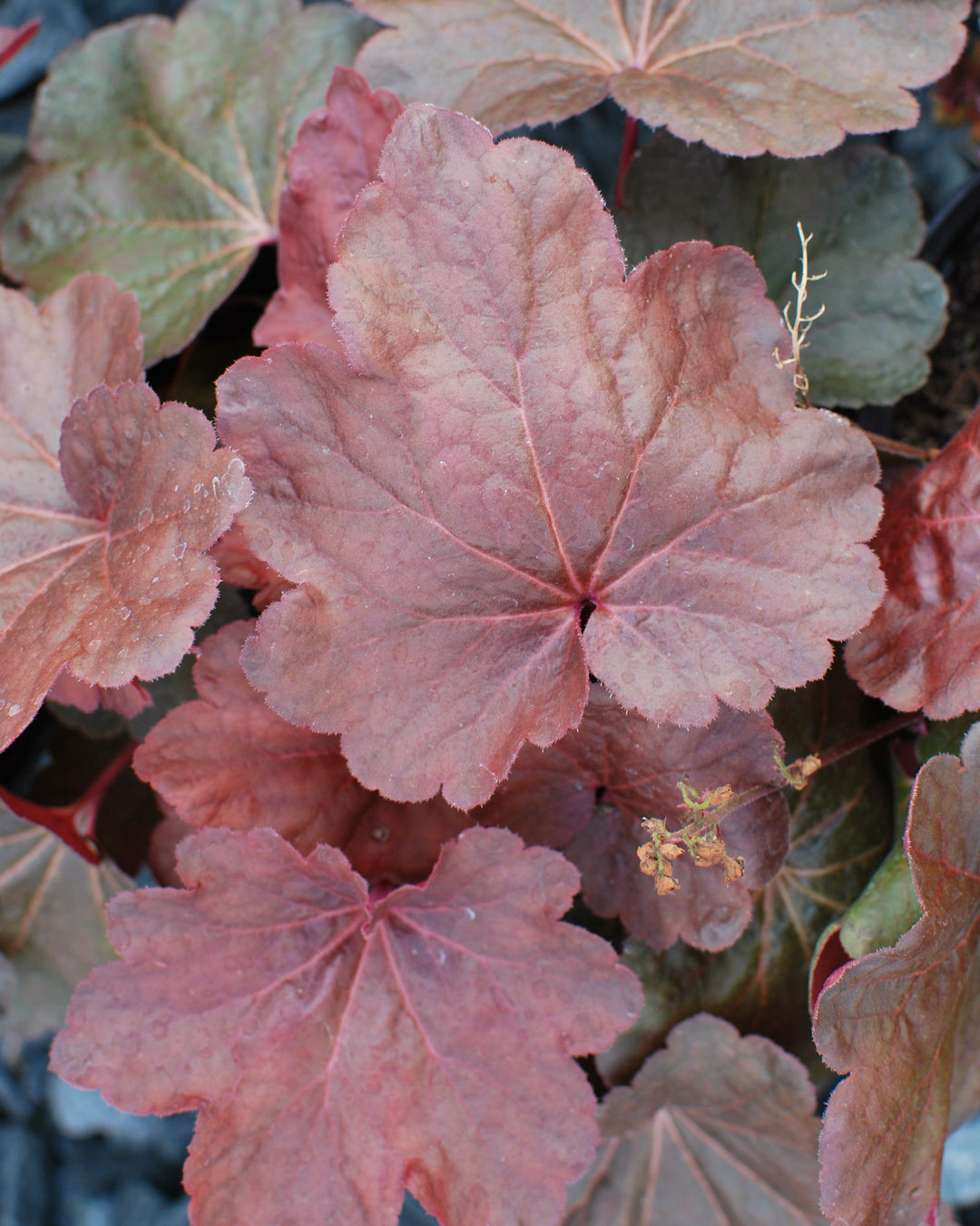 Heuchera x 'Blondie' (Coral Bells)