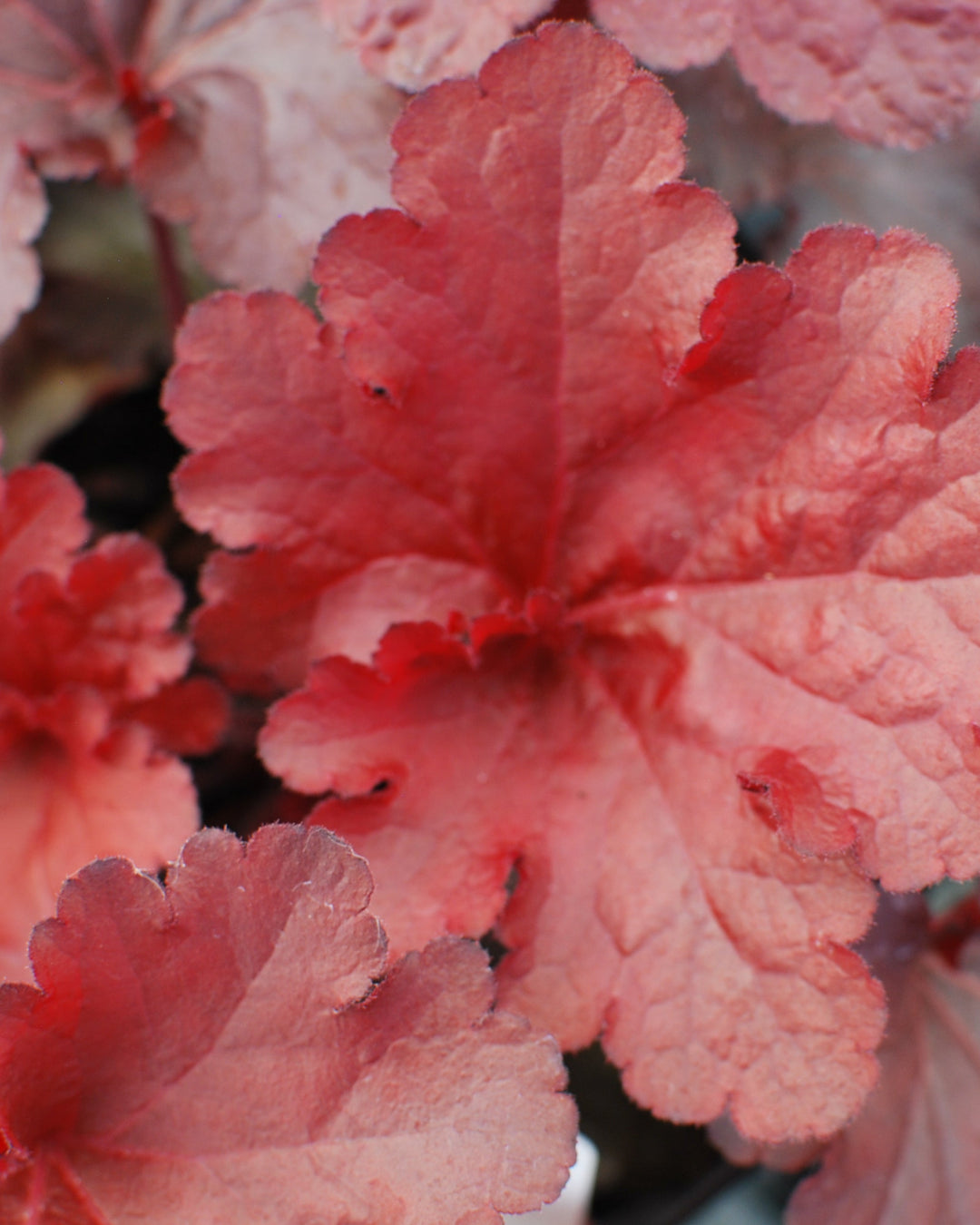 Heuchera x Forever® Red (Coral Bells)