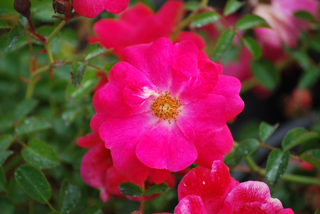 Rosa Flower Carpet® Pink Supreme (Groundcover Rose)