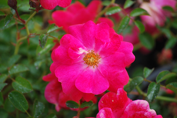 Rosa Flower Carpet® Pink Supreme (Groundcover Rose)